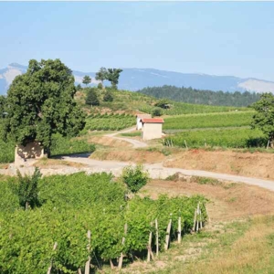 Camping dans les vignes de Clairette de Die