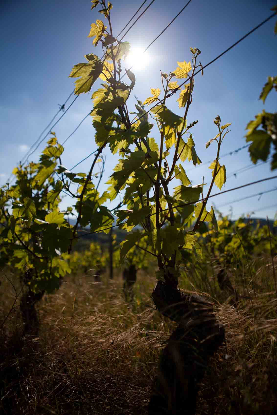 Camping dans les vignes