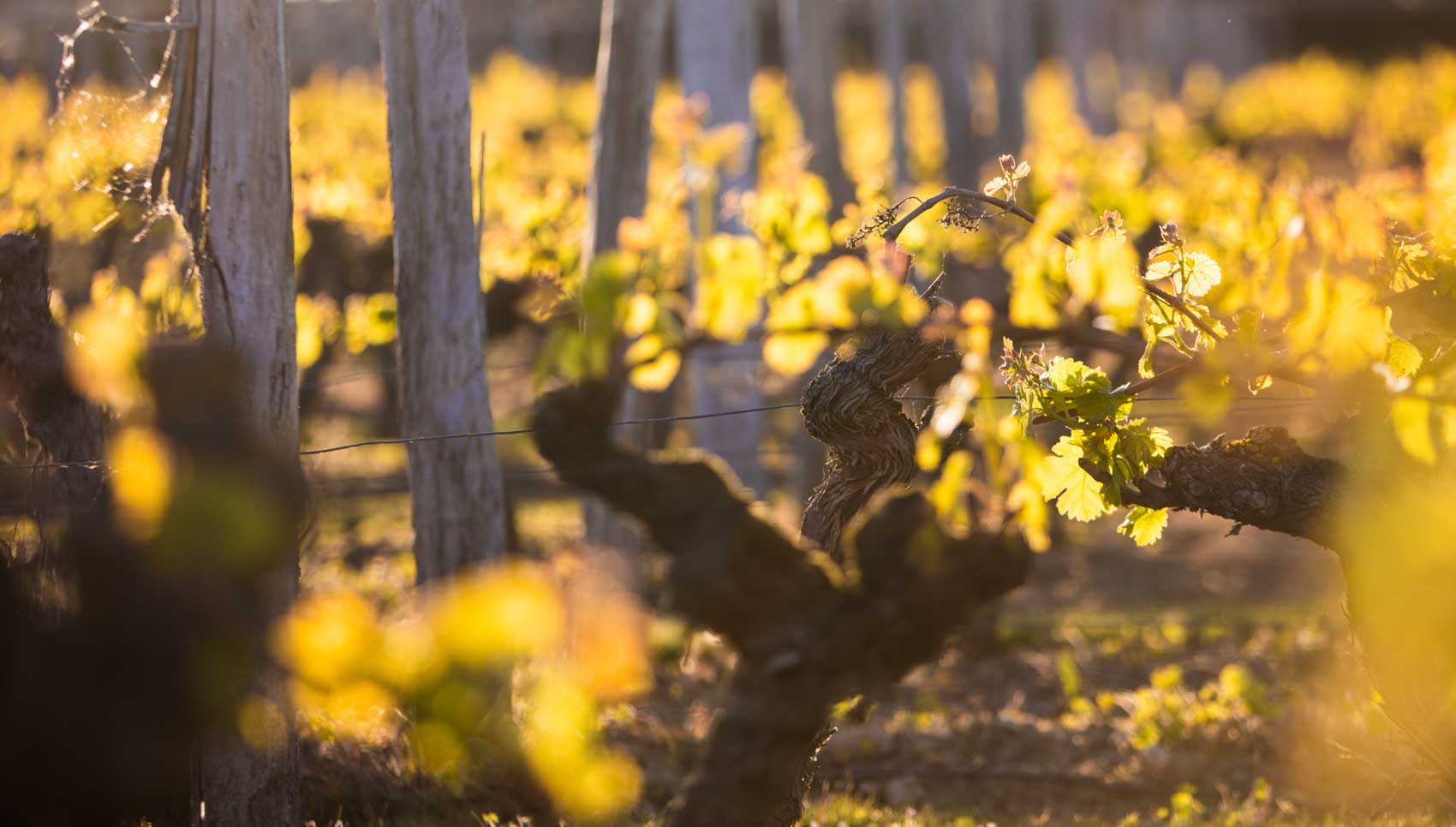 Camping dans les vignes