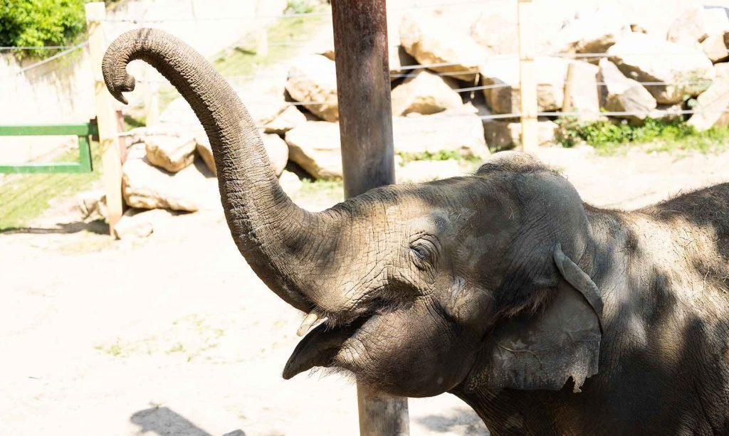 grappe fleurie 2023 063 1024x613